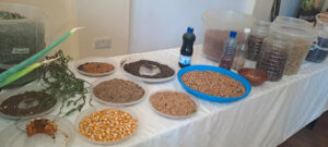 Ban on Seed Sharing Lifted in Kenya